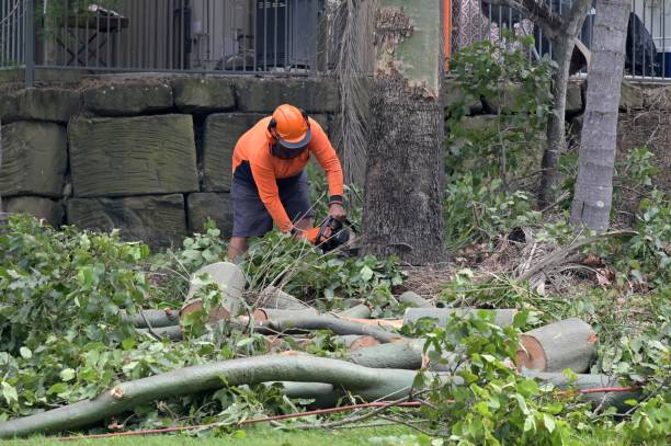 Best Best Tree Removal Services  in , ID